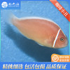 咖啡小丑Amphiprion perideraion 商品缩略图2