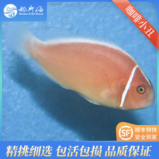咖啡小丑Amphiprion perideraion 商品图2