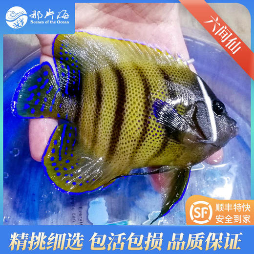 六间仙Euxiphipops sexstriatus 商品图1