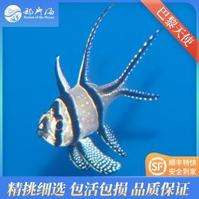 巴黎天使/泗水玫瑰Pterapogon kauderni