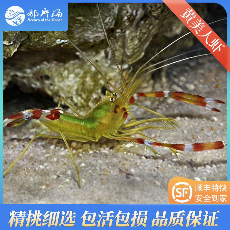 黄美人虾Stenopus scutellatus