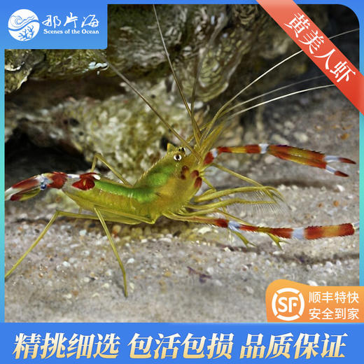 黄美人虾Stenopus scutellatus 商品图0