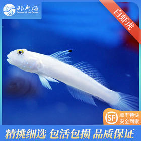 白虾虎valenciennea sexguttata