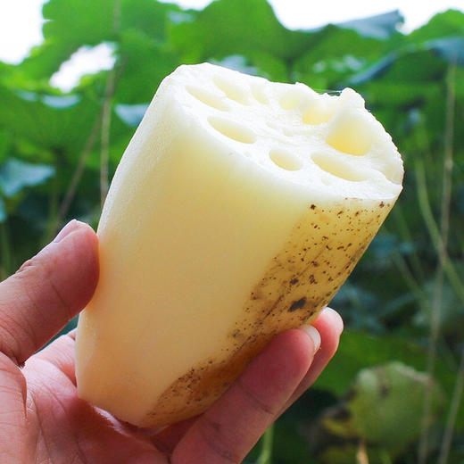 【湖北洪湖粉藕】新鲜莲藕  粉藕绵软 商品图4
