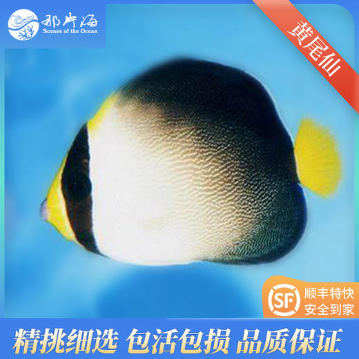 黄尾仙Chaetodontoplus mesoleucus 商品图0
