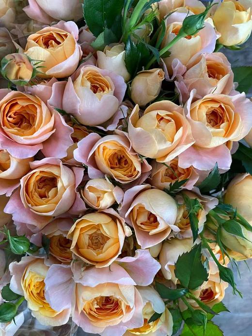 【市场多头】果汁阳台  10枝/扎  50公分 商品图6