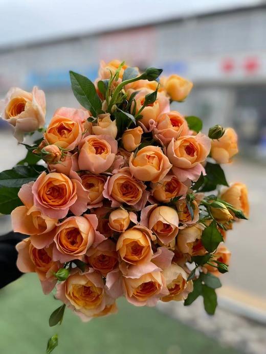 【市场多头】果汁阳台  10枝/扎  50公分 商品图3