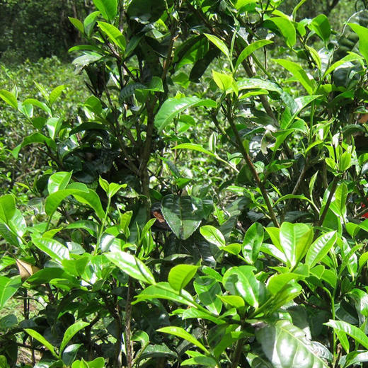 吉顺号《头波早春》景迈山大树普洱生茶饼357g/饼 商品图5