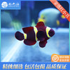 金透红小丑Amphiprion Biaculatus 商品缩略图0