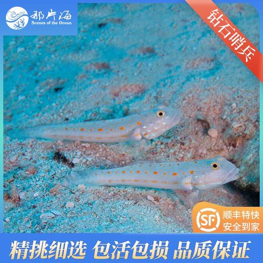 钻石哨兵valenciennea puellaris 商品图1