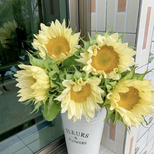 奶油向日葵5支,冷链包邮 - 拉芙鲜花