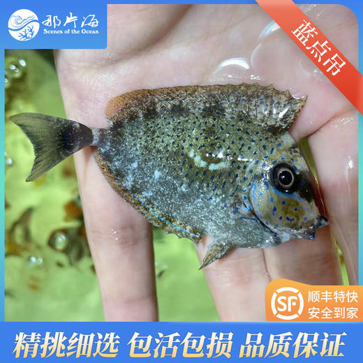 蓝点吊Naso vlamingii 商品图1