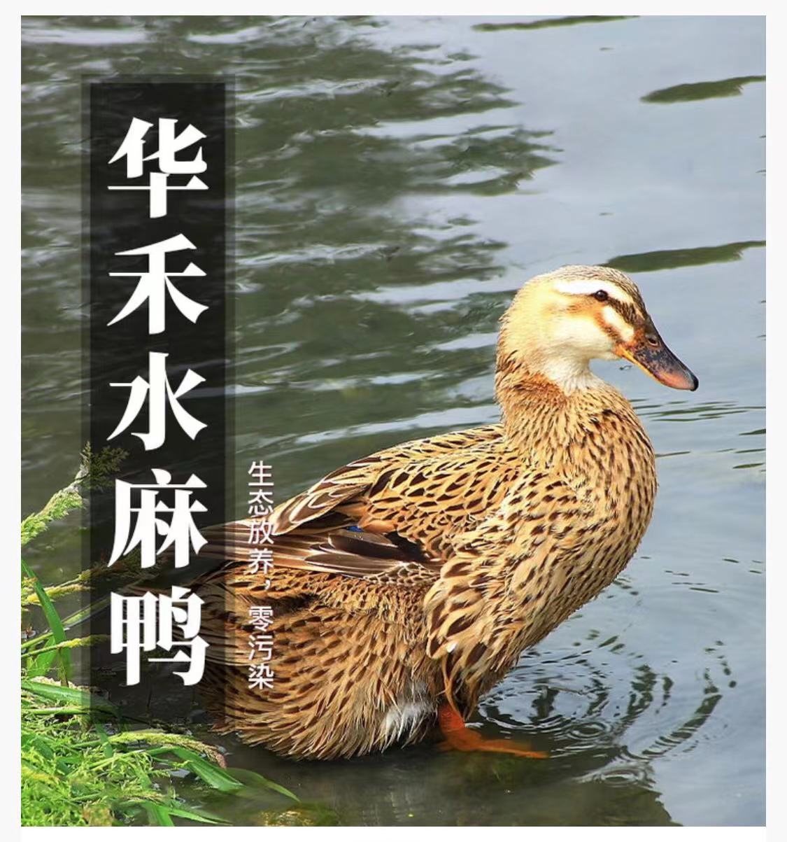 华禾绿源 180天放养生态水麻鸭 广东省内包邮