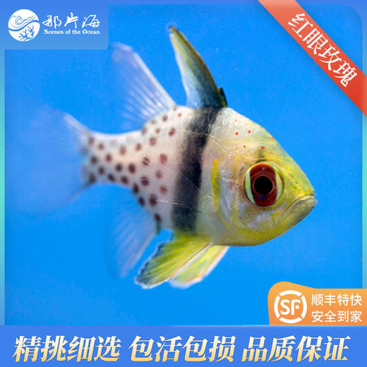 红眼玫瑰Sphaeramia nematoptera 商品图2