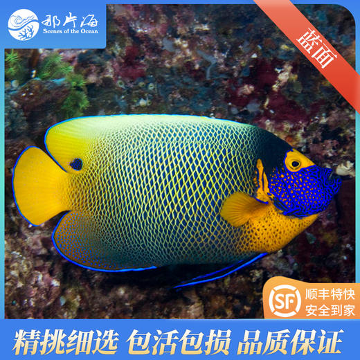 蓝面神仙Pomacanthus xanthometopon 商品图1