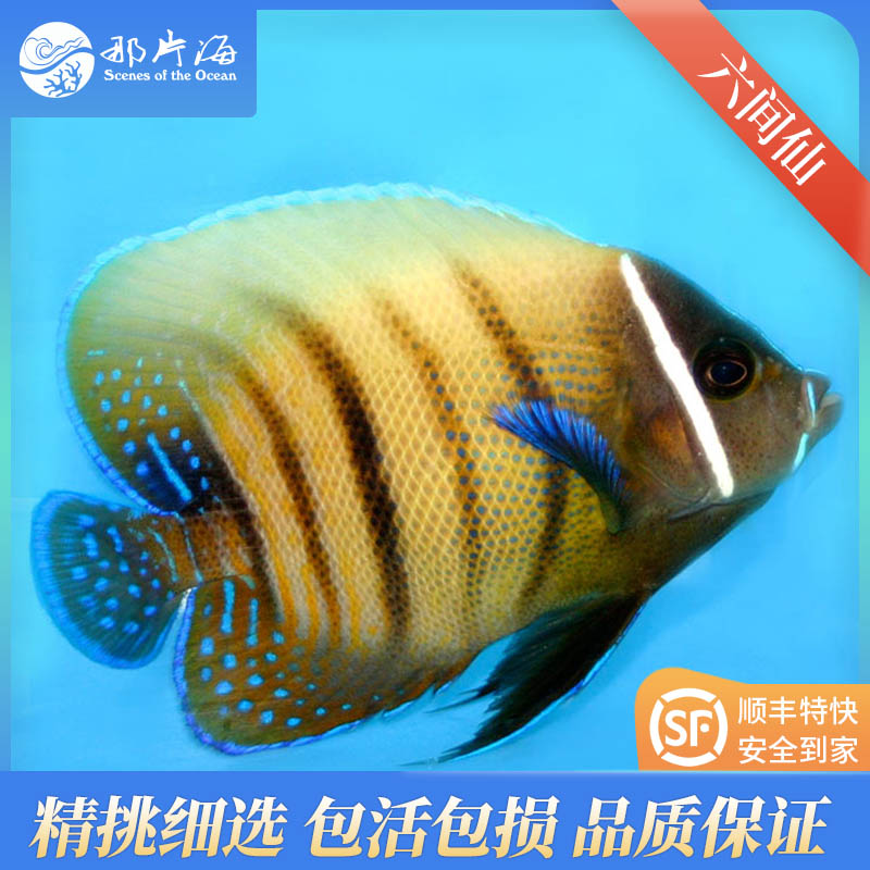 六间仙Euxiphipops sexstriatus