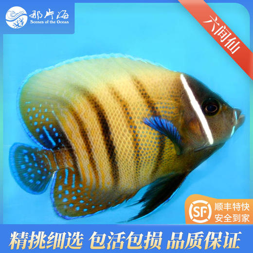 六间仙Euxiphipops sexstriatus 商品图0