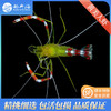 黄美人虾Stenopus scutellatus 商品缩略图1