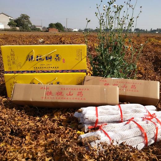温县垆土铁棍山药   地标 道地怀山药 坚持用老祖宗留下来的原始耕作方法 不使用任何的化学农药，化肥，除草剂，激素等等 坚持垆土地种植 商品图6