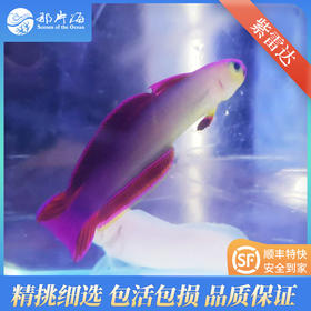 紫雷达Nemateleotris decora