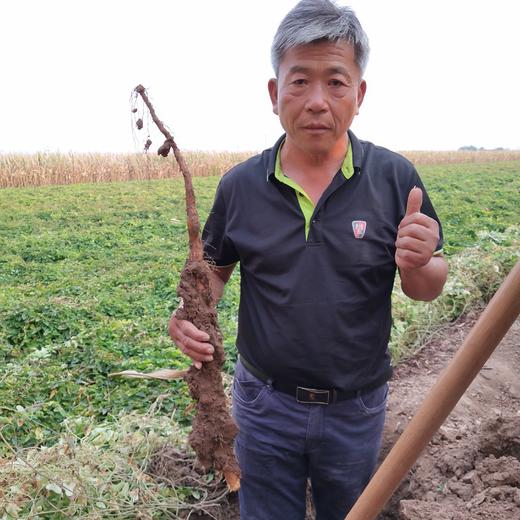 温县垆土铁棍山药   地标 道地怀山药 坚持用老祖宗留下来的原始耕作方法 不使用任何的化学农药，化肥，除草剂，激素等等 坚持垆土地种植 商品图1