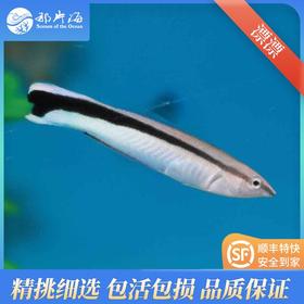 漂漂（飘飘）Labroides dimidiatus