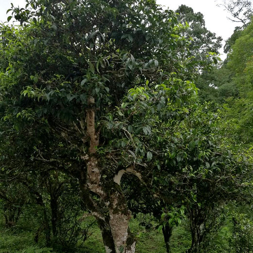吉顺号《头波早春》景迈山大树普洱生茶饼357g/饼 商品图6