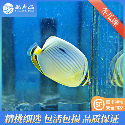 冬瓜蝶Chaetodon trifasciatus 商品图0