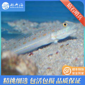 钻石哨兵valenciennea puellaris