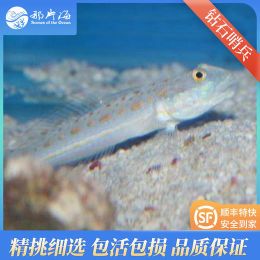 钻石哨兵valenciennea puellaris 商品图0