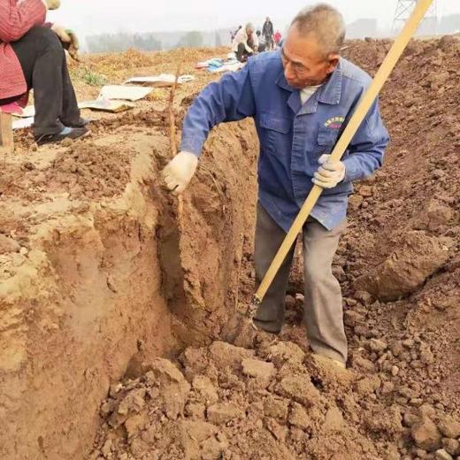 温县垆土铁棍山药   地标 道地怀山药 坚持用老祖宗留下来的原始耕作方法 不使用任何的化学农药，化肥，除草剂，激素等等 坚持垆土地种植 商品图3