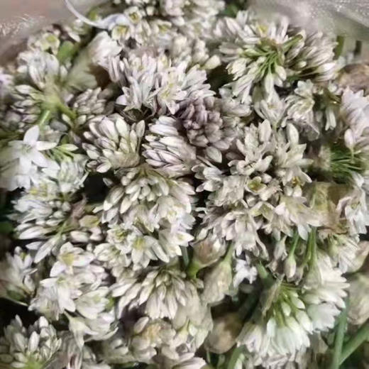 400g瓶装野生韭菜花酱呼伦贝尔草原特产2瓶包邮 商品图2