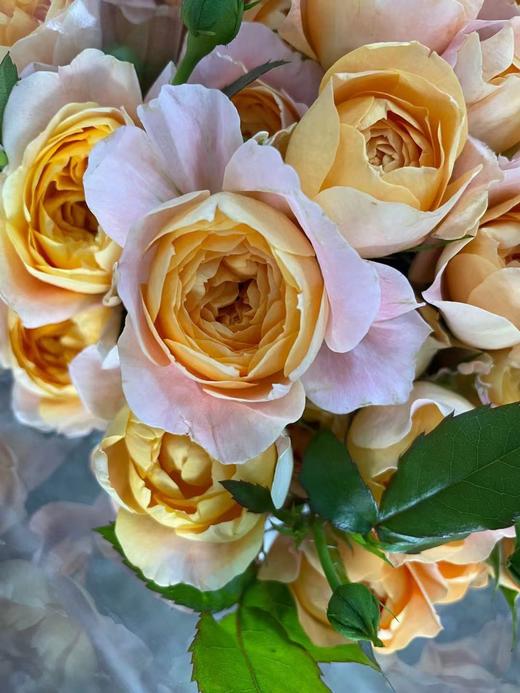 【市场多头】果汁阳台  10枝/扎  50公分 商品图4