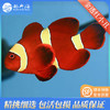金透红小丑Amphiprion Biaculatus 商品缩略图1