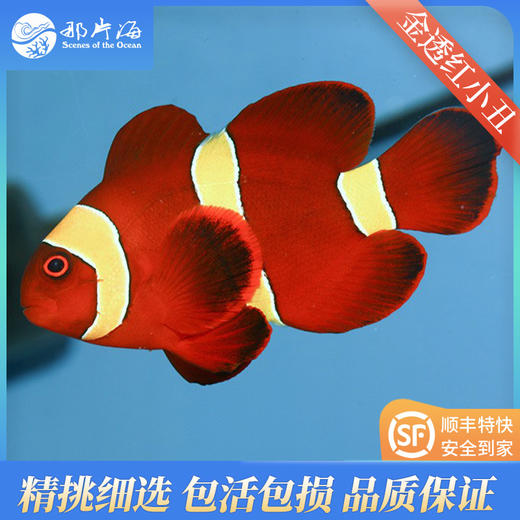 金透红小丑Amphiprion Biaculatus 商品图1