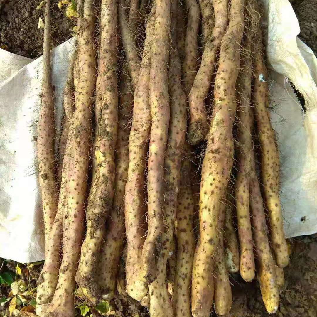 温县垆土铁棍山药   地标 道地怀山药 坚持用老祖宗留下来的原始耕作方法 不使用任何的化学农药，化肥，除草剂，激素等等 坚持垆土地种植
