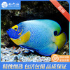 蓝面神仙Pomacanthus xanthometopon 商品缩略图3
