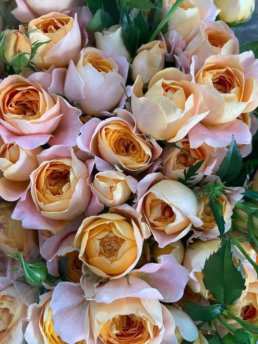 【市场多头】果汁阳台  10枝/扎  50公分 商品图5