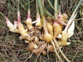  仙境真品│中华小黄姜 