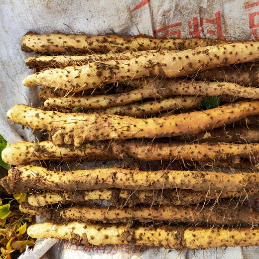 温县垆土铁棍山药   地标 道地怀山药 坚持用老祖宗留下来的原始耕作方法 不使用任何的化学农药，化肥，除草剂，激素等等 坚持垆土地种植 商品图5
