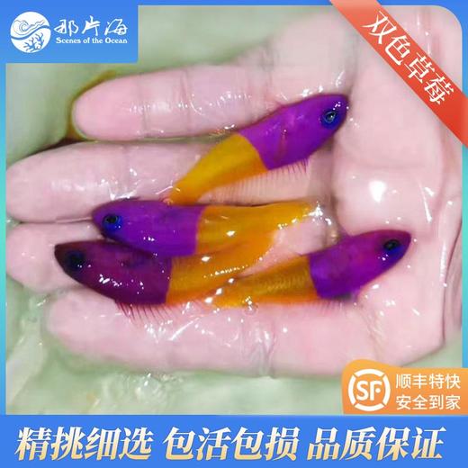 双色草莓Pseudochromis paccagnella 商品图1