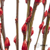 叶材 | 银柳红色 商品缩略图5