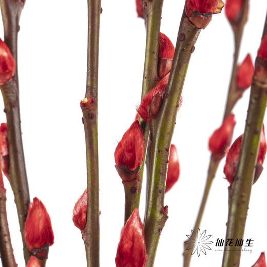 叶材 | 银柳红色 商品图5