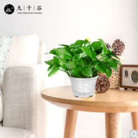 九千谷 绿萝12盆装送自动吸水盆 办公室桌面小盆栽大叶绿萝会议庆典绿植盆栽盆景家庭家用新房水培植物8165