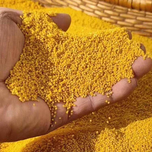 新疆和硕县 天山小米 550g*2袋 商品图1