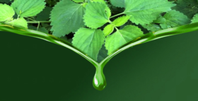 好物│精油的妙用