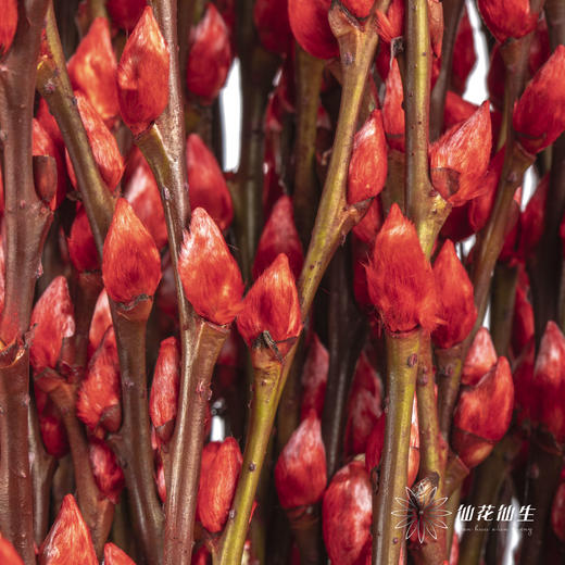 叶材 | 银柳红色 商品图2