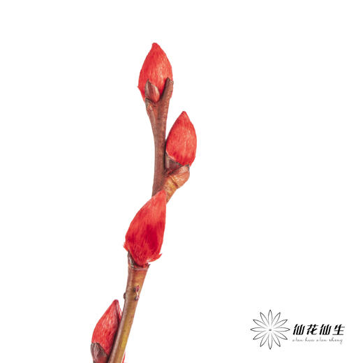 叶材 | 银柳红色 商品图6