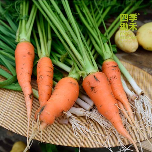 胡萝卜/老品种胡萝卜（500g）（基地胡萝卜，六零种植） 商品图1