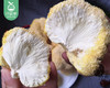 古田甄选无硫猴头菇（约250g/袋）生产日期:3月 商品缩略图1